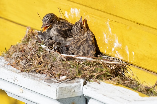 Rossignols poussins dans le nid avec leur bec ouvert Luscinia