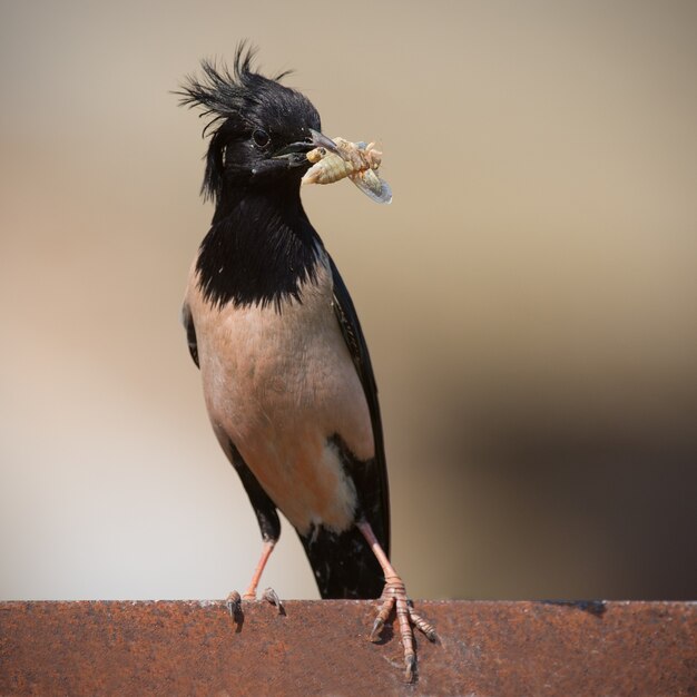 Le Rosy Starling Sturnus roseus est debout