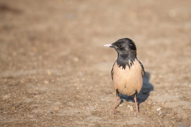 Rosy Starling Sturnus roseus se dresse sur le terrain