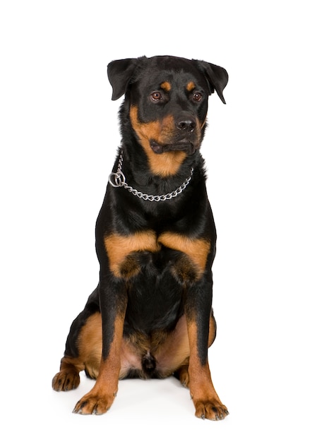 Rottweiler (1 an)