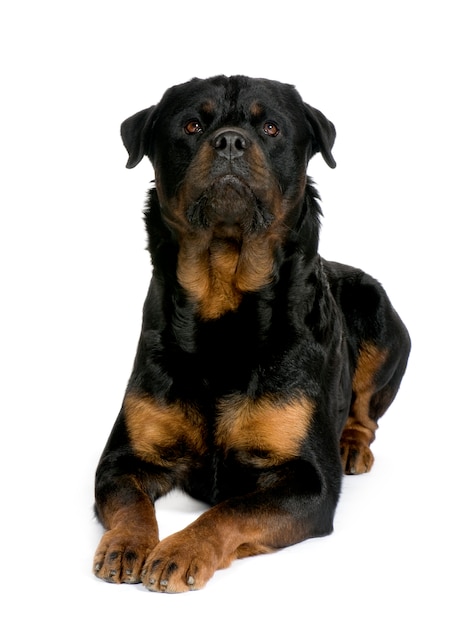 Rottweiler avec 3 ans. Portrait de chien isolé