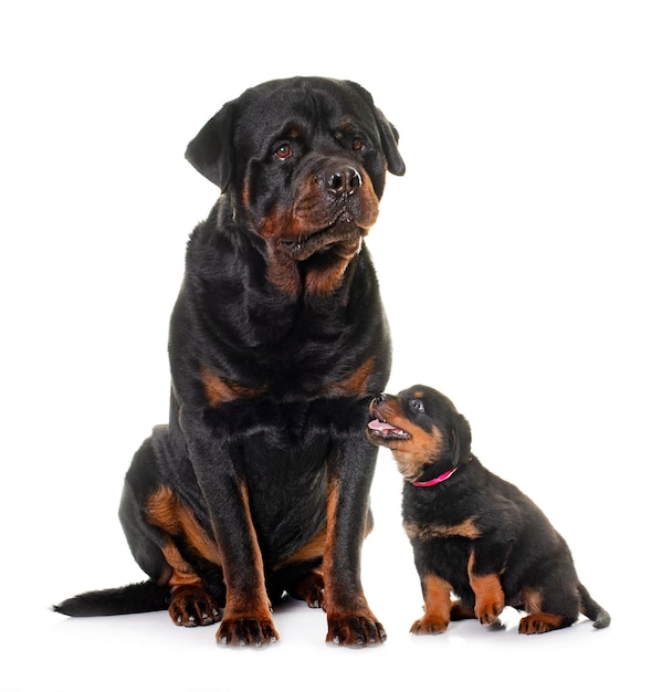 rottweiler adulte et chiot