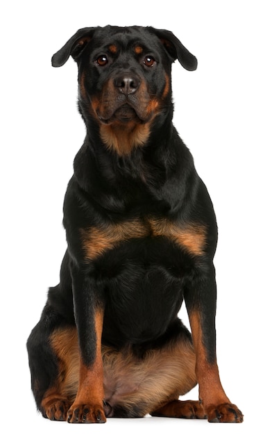 Rottweiler assis. Portrait de chien isolé