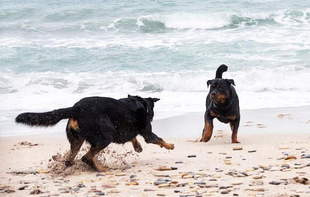 Rottweiler et beauceron sur la plage