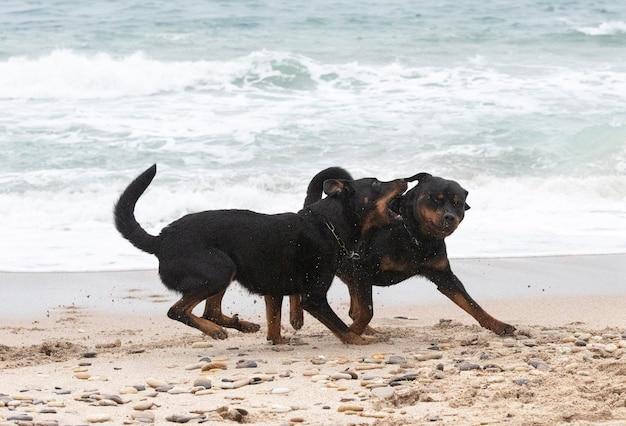 Photo rottweiler et beauceron sur la plage