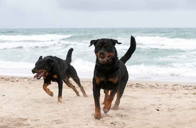 Photo rottweiler et beauceron sur la plage