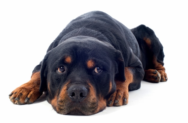 Rottweiler sur blanc