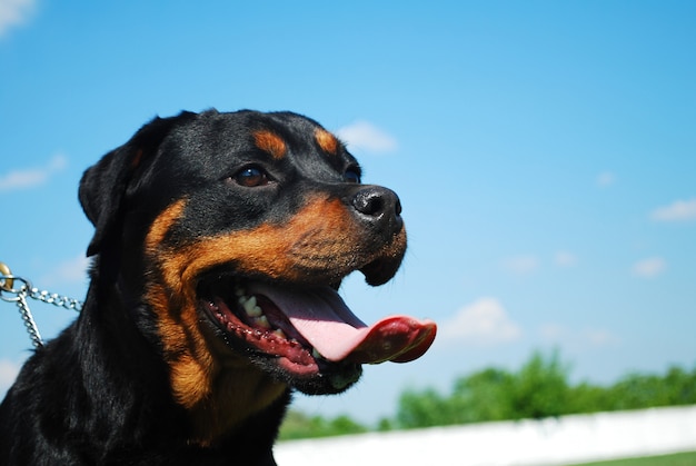 rottweiler avec la bouche ouverte