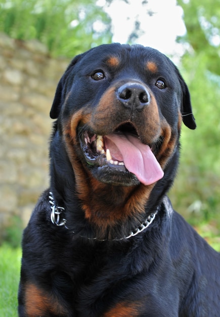 Rottweiler bouchent