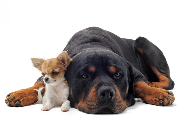 Rottweiler et chihuahua chiot