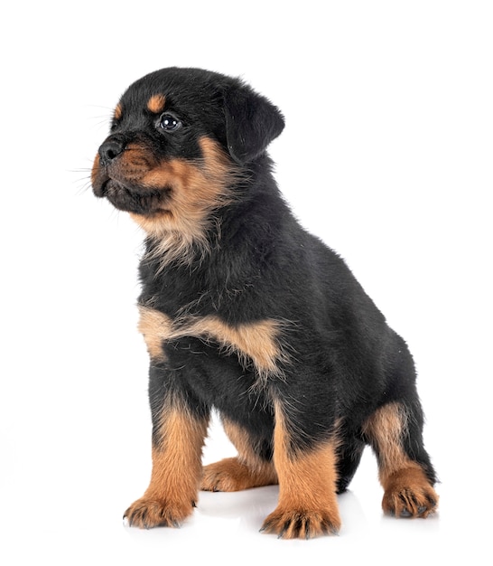 Rottweiler chiot sur blanc