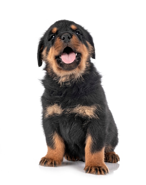 Rottweiler chiot sur blanc