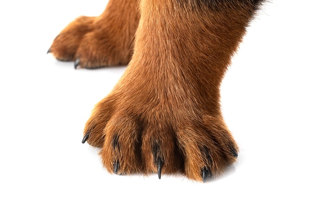 Rottweiler chiot polydactyle en face de fond blanc