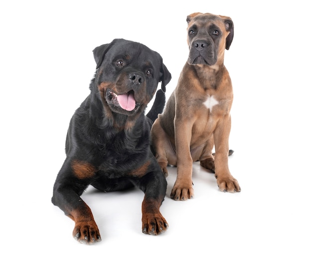 Rottweiler et corso de canne