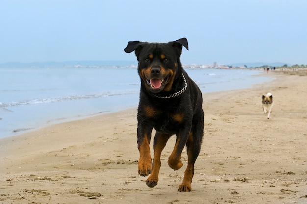 Rottweiler courir sur la plage