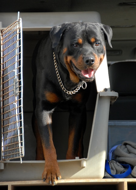 Rottweiler dans une boîte