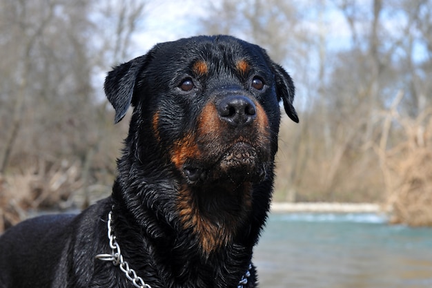 Rottweiler humide