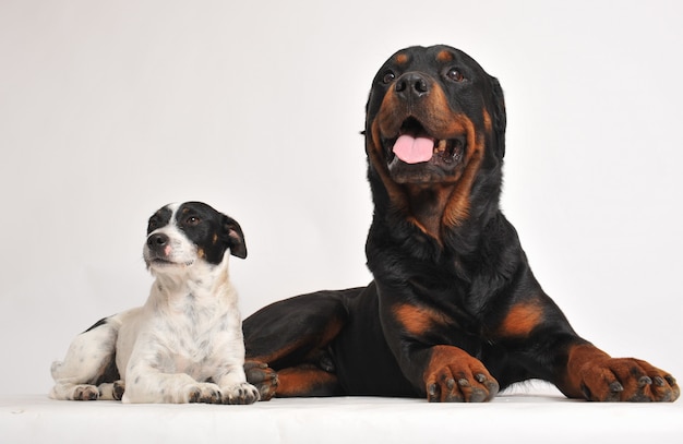 Rottweiler et jack russel terrier