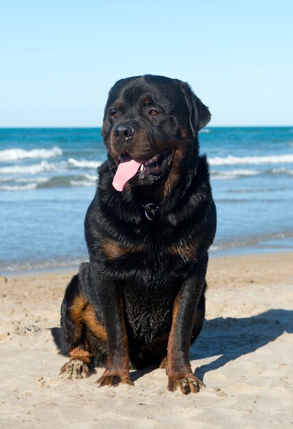 Rottweiler sur la plage