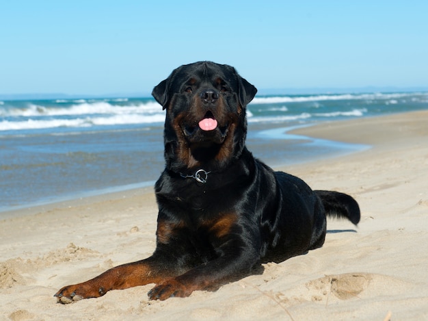 Rottweiler sur la plage