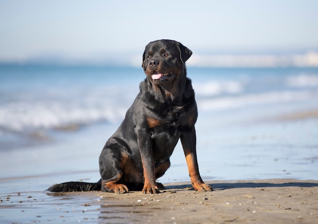 Rottweiler de race pure assis sur la plage en été