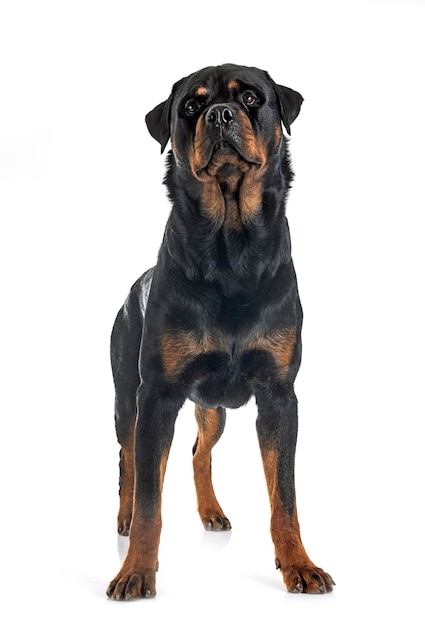 Photo rottweiler de race pure devant un fond blanc