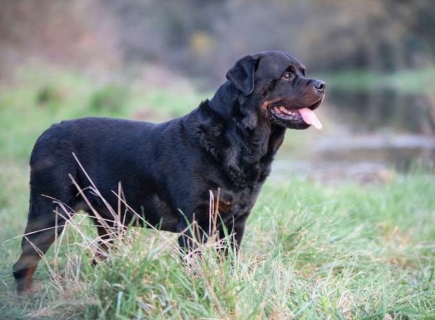 Rottweiler de race pure marchant dans la nature au printemps