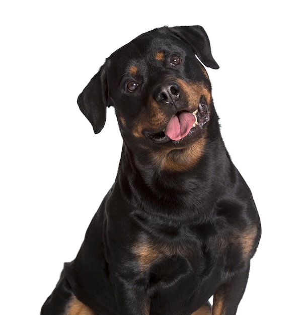 Rottweiler regardant la caméra sur fond blanc