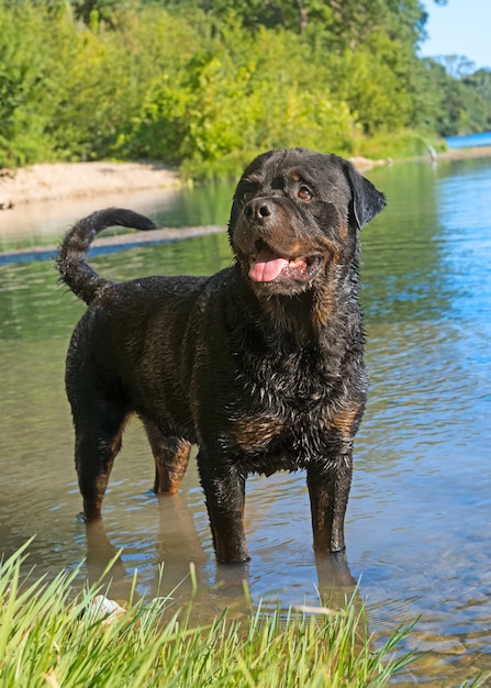 rottweiler en rivière