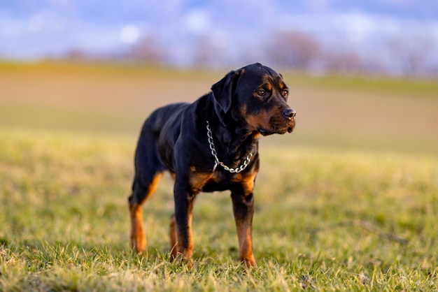 Rottweiler se tient sur le terrain