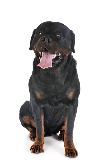 Rottweiler en studio