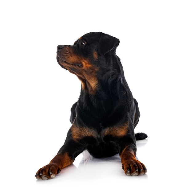 rottweiler en studio