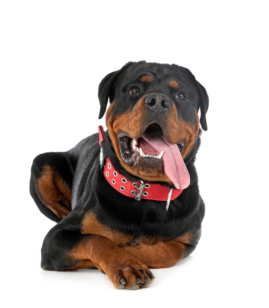 rottweiler en studio