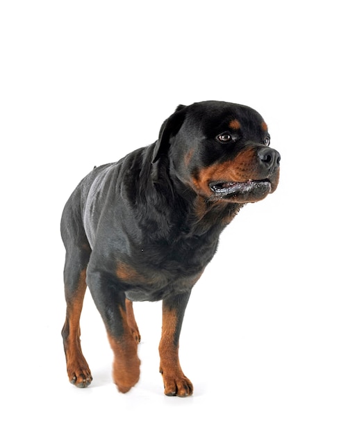 rottweiler en studio