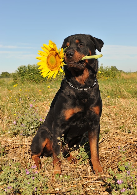 Rottweiler et tournesol