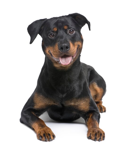 Rottweiler