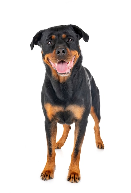 Rottweiler