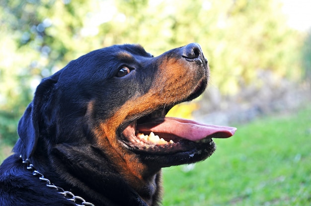 Rottweiler