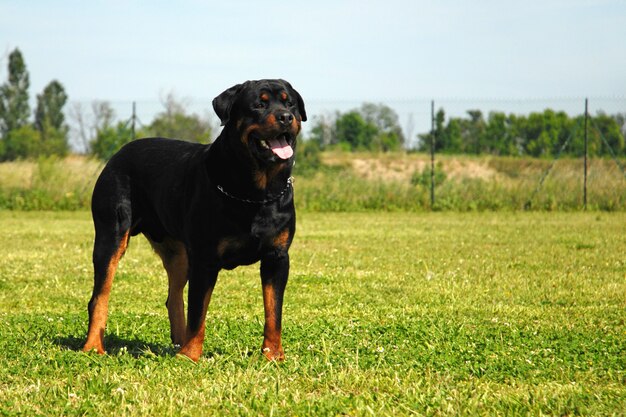 Rottweiler