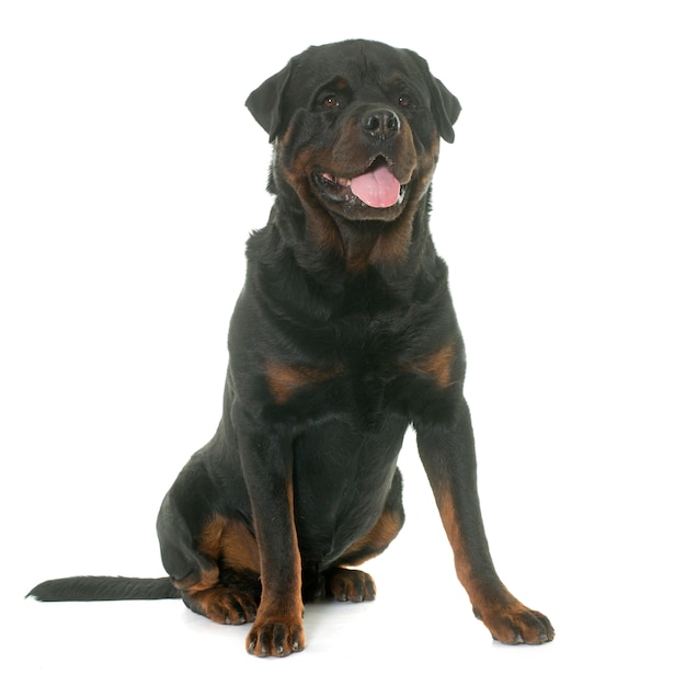 Rottweiler