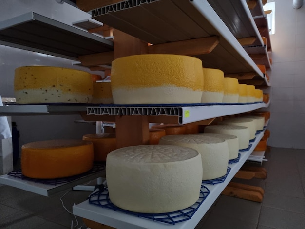 Roues de fromage sur les étagères de l'usine de production de journaux