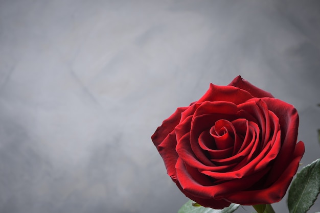Rouge, belle rose en fleurs