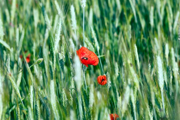 rouge des fleurs de pavot