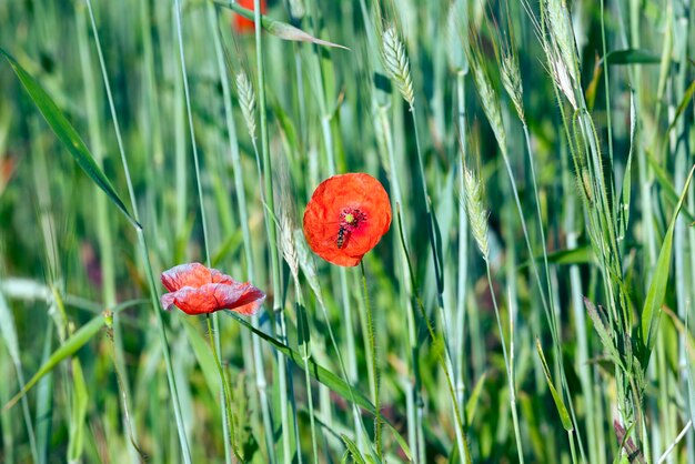 rouge des fleurs de pavot