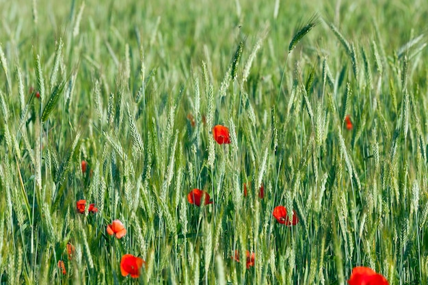 rouge des fleurs de pavot