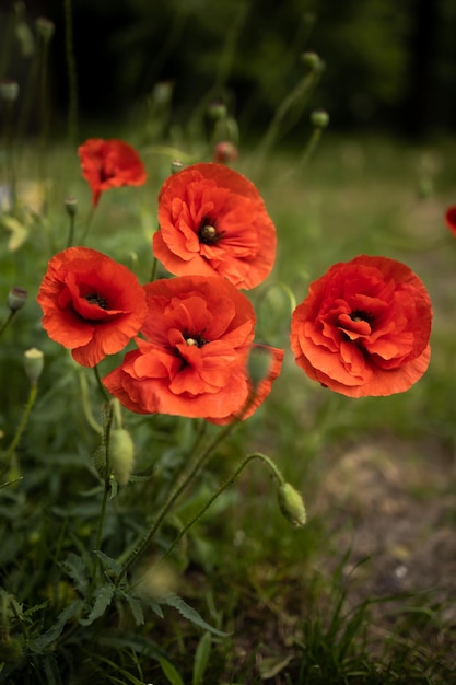 rouge des fleurs de pavot