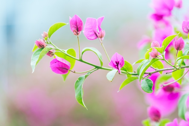 Rouge, fleurs rouges indiennes