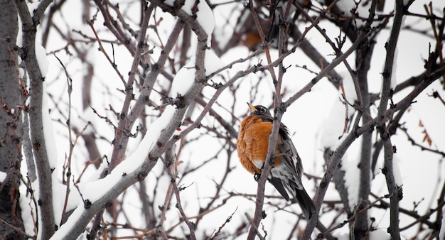 Un rouge-gorge dans un arbre à neige.