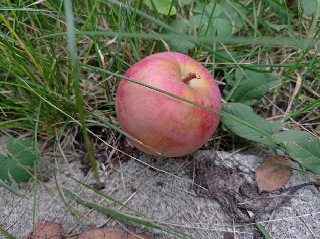 rouge, mûr, juteux, pomme, sur l'herbe, beau, récolte, jardinage