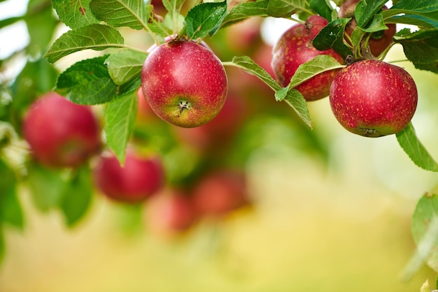 Rouge mûr et prêt Une pomme par jour éloigne le médecin